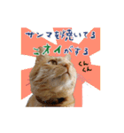 猫のおっさん（個別スタンプ：39）