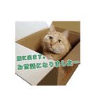 猫のおっさん（個別スタンプ：40）