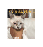 白猫koko（個別スタンプ：1）