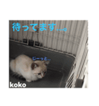 白猫koko（個別スタンプ：3）