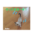 白猫koko（個別スタンプ：4）