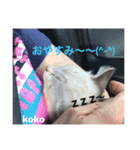 白猫koko（個別スタンプ：5）