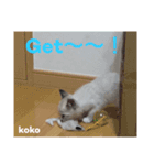 白猫koko（個別スタンプ：6）