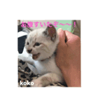 白猫koko（個別スタンプ：7）