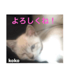 白猫koko（個別スタンプ：8）