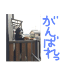 mojamoja momochan（個別スタンプ：3）