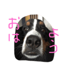 mojamoja momochan（個別スタンプ：4）