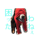 mojamoja momochan（個別スタンプ：20）