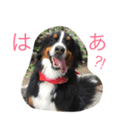 mojamoja momochan（個別スタンプ：27）