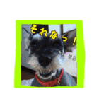 ゆりごろうさん動物王国（個別スタンプ：12）