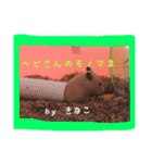ゆりごろうさん動物王国（個別スタンプ：17）