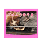 ゆりごろうさん動物王国（個別スタンプ：24）