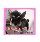 ゆりごろうさん動物王国（個別スタンプ：40）