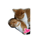そらとりく～猫スタンプ～2（個別スタンプ：1）