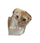そらとりく～猫スタンプ～2（個別スタンプ：2）