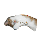 そらとりく～猫スタンプ～2（個別スタンプ：6）