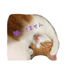 そらとりく～猫スタンプ～2（個別スタンプ：9）