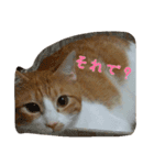 そらとりく～猫スタンプ～2（個別スタンプ：13）