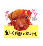 ピットブル親子3匹の日常会話（個別スタンプ：4）