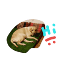 Noo Taojeaw（個別スタンプ：1）