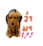 Noo Taojeaw（個別スタンプ：4）