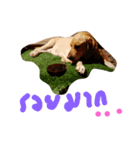 Noo Taojeaw（個別スタンプ：6）