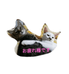 cat of the day 2（個別スタンプ：11）