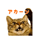 Neko Neko Neko！！！（個別スタンプ：1）