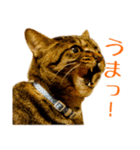 Neko Neko Neko！！！（個別スタンプ：2）