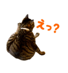 Neko Neko Neko！！！（個別スタンプ：3）