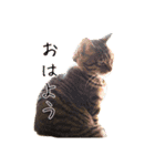 Neko Neko Neko！！！（個別スタンプ：4）