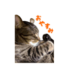 Neko Neko Neko！！！（個別スタンプ：5）