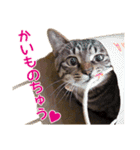 Neko Neko Neko！！！（個別スタンプ：6）