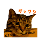 Neko Neko Neko！！！（個別スタンプ：7）