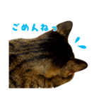 Neko Neko Neko！！！（個別スタンプ：8）