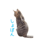 Neko Neko Neko！！！（個別スタンプ：9）