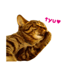 Neko Neko Neko！！！（個別スタンプ：10）