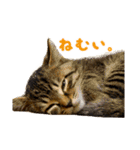Neko Neko Neko！！！（個別スタンプ：11）