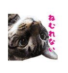Neko Neko Neko！！！（個別スタンプ：12）