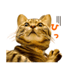 Neko Neko Neko！！！（個別スタンプ：13）