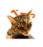 Neko Neko Neko！！！（個別スタンプ：14）