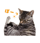 Neko Neko Neko！！！（個別スタンプ：15）
