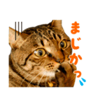 Neko Neko Neko！！！（個別スタンプ：16）