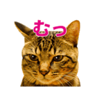 Neko Neko Neko！！！（個別スタンプ：17）