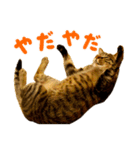 Neko Neko Neko！！！（個別スタンプ：18）