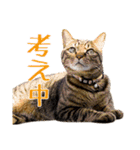 Neko Neko Neko！！！（個別スタンプ：19）