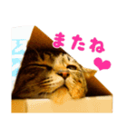 Neko Neko Neko！！！（個別スタンプ：20）