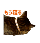 Neko Neko Neko！！！（個別スタンプ：21）