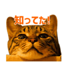 Neko Neko Neko！！！（個別スタンプ：22）