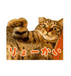 Neko Neko Neko！！！（個別スタンプ：24）